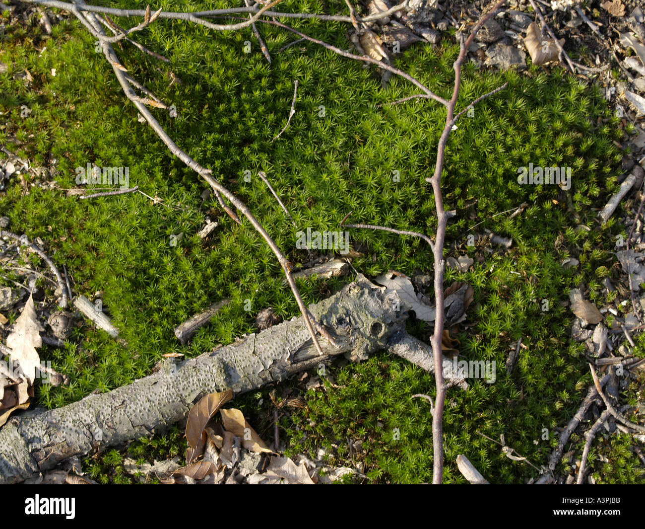 Deadwood moss in forest hi-res stock photography and images - Alamy