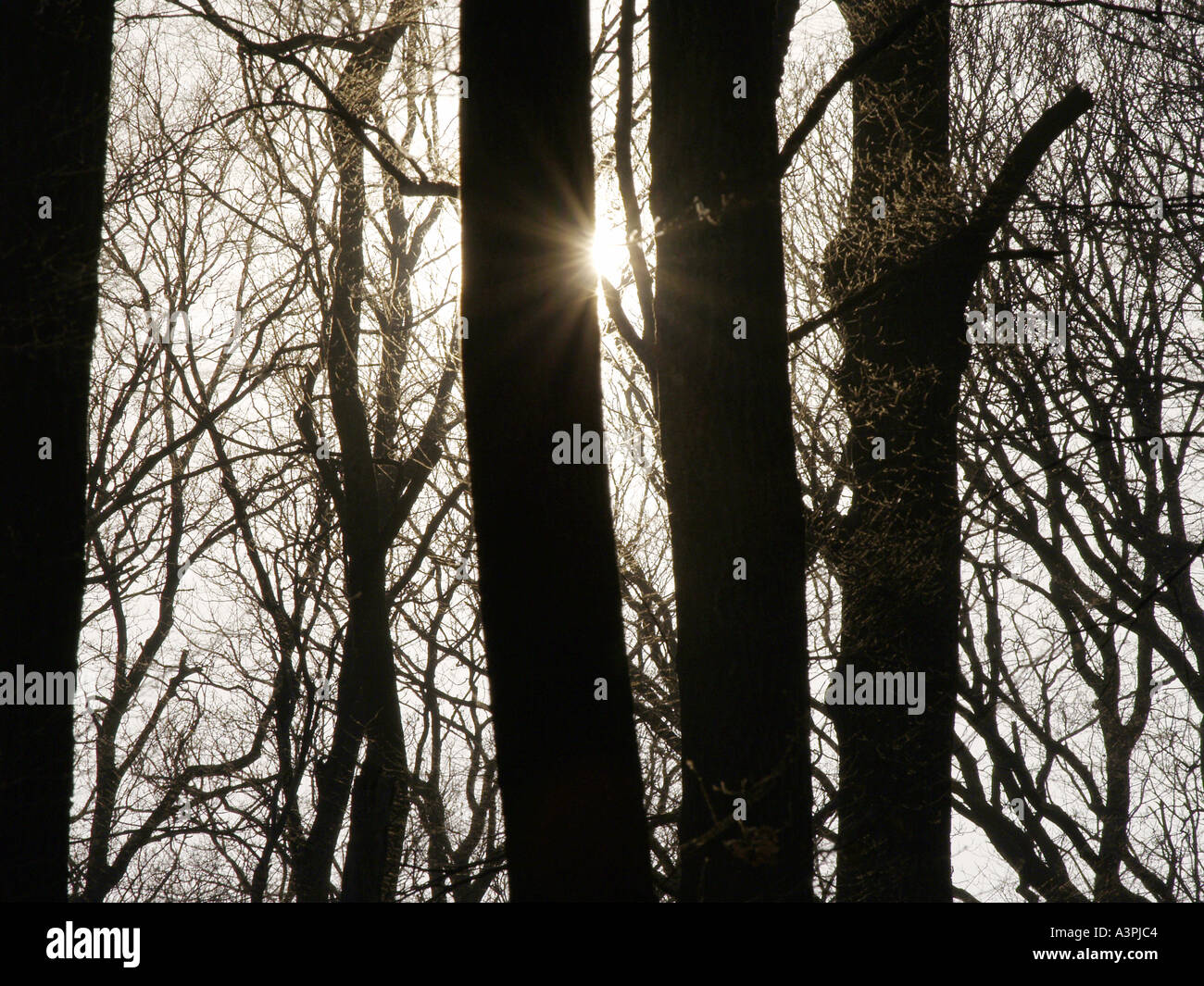 Oak tree trunk silhouette hi-res stock photography and images - Alamy