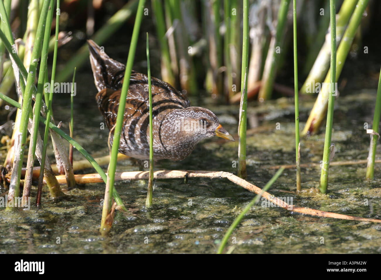 Oman bird dhofar hi-res stock photography and images - Alamy