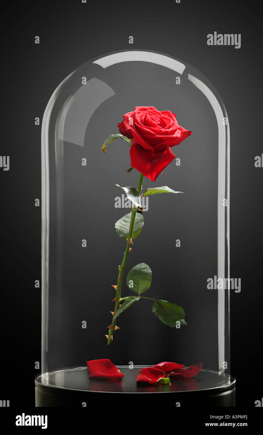 Red rose under a glass cloche Stock Photo - Alamy