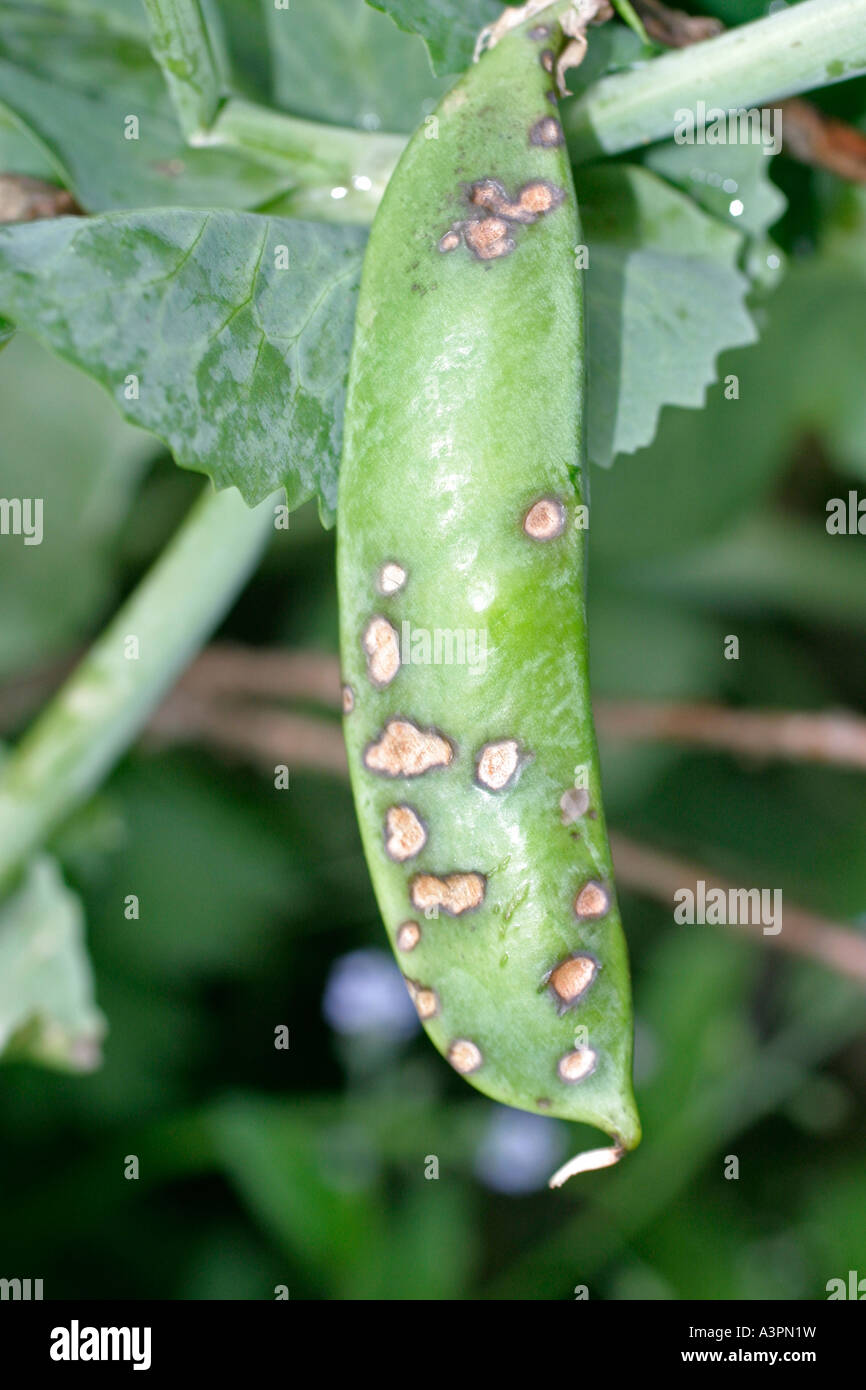 Pea leaf and pod spot Ascochyta pisi showing sunken spots on pea pod Stock Photo