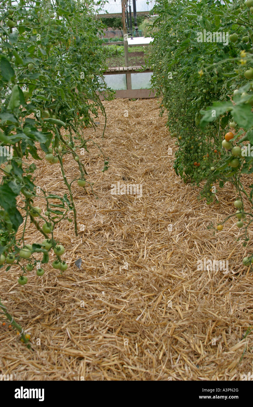 Straw mulch helps to control weeds and disease in poly tunnel Stock Photo