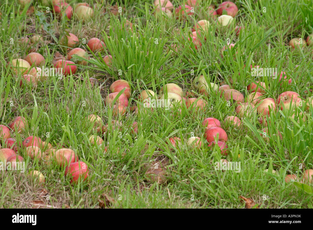 Windfall apples provide food for wildlife Stock Photo