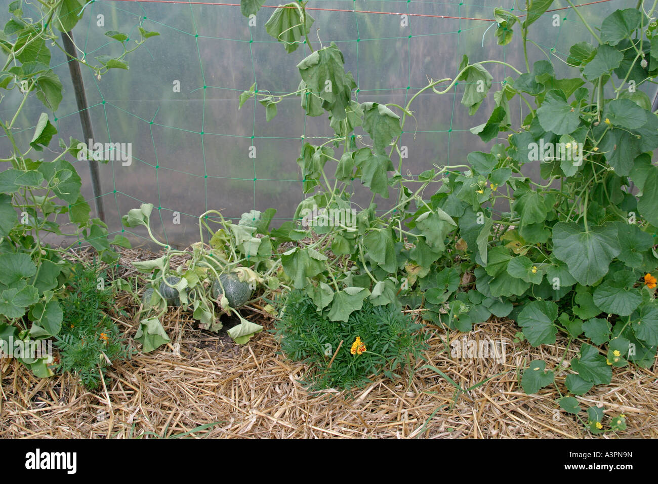 root and foot rot causes melon to wilt Stock Photo