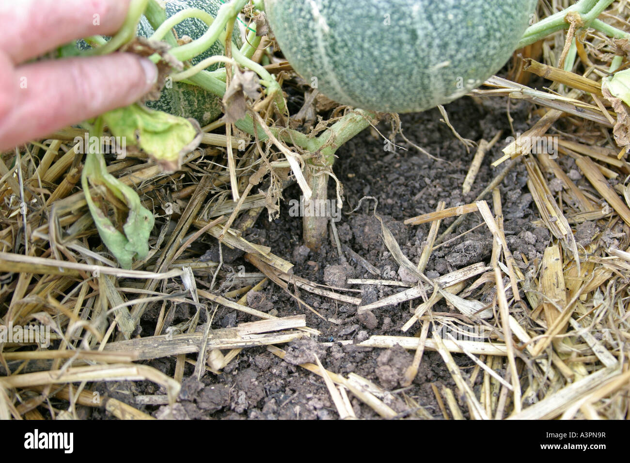 root and foot rot close up of stem base on wilting melon plant Stock