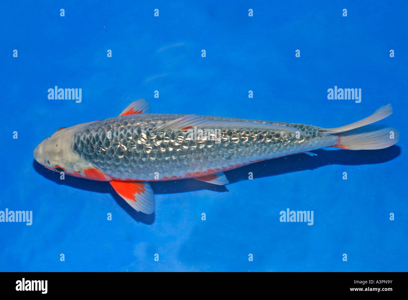 Koi Gin rin asagi swimming top view in show vat Stock Photo Alamy