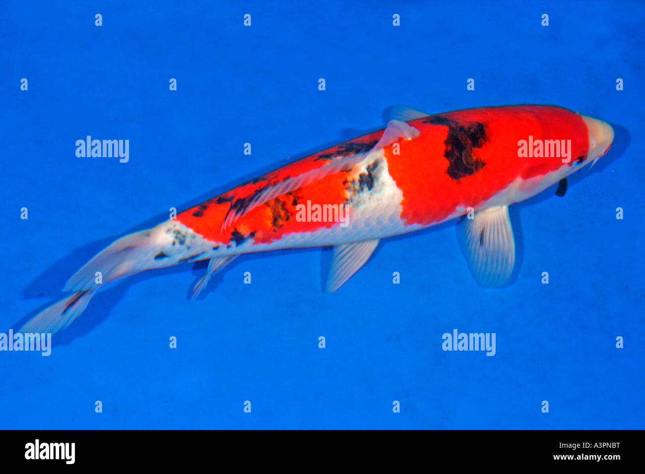 Koi sanke swimming in show vat sv Stock Photo