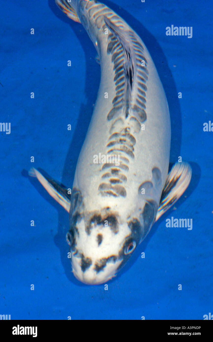 Koi hikari top