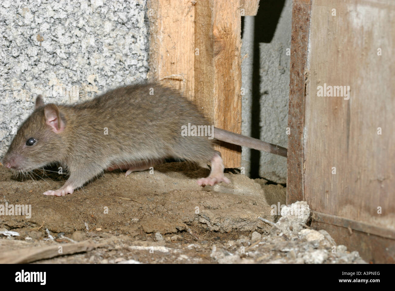 Brown rat Rattus norvegicus walking along run by barn wall sv Stock ...