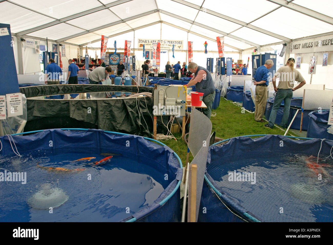 showing koi koi show Stock Photo - Alamy
