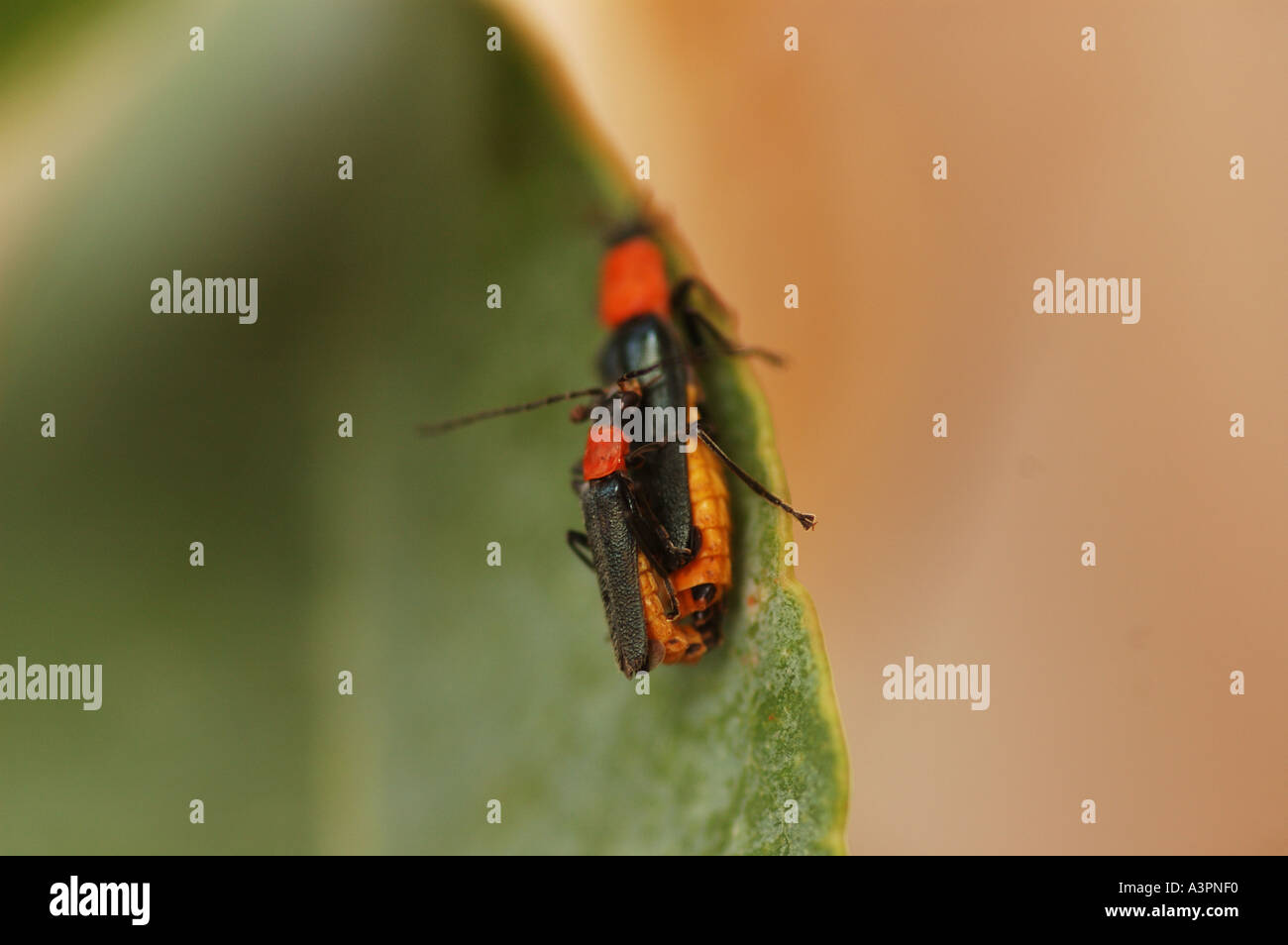 2 insects mate on eucalyptus leaf canberra Australia Stock Photo Alamy