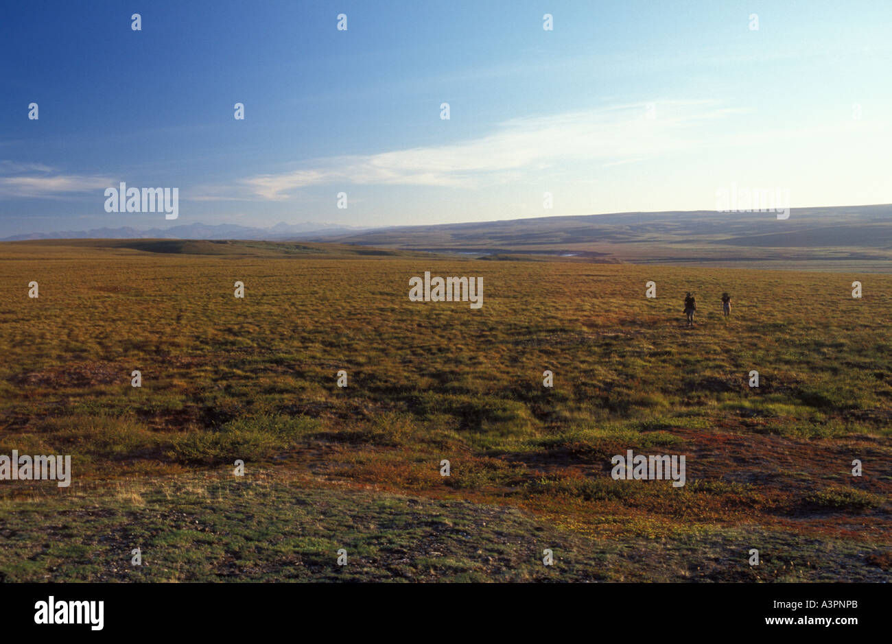 Tundra arktis hi-res stock photography and images - Alamy