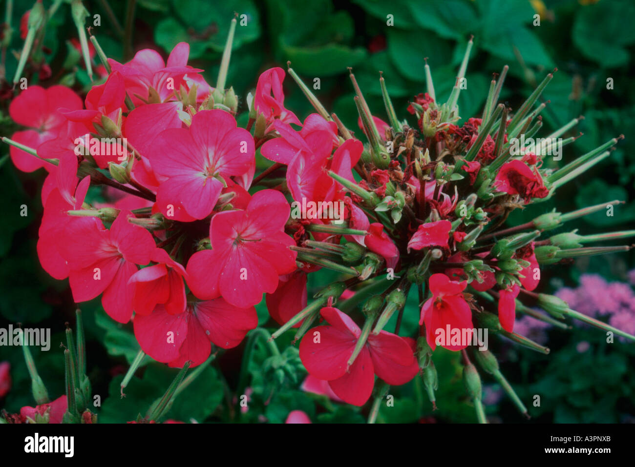 Flowerbed Stock Photo