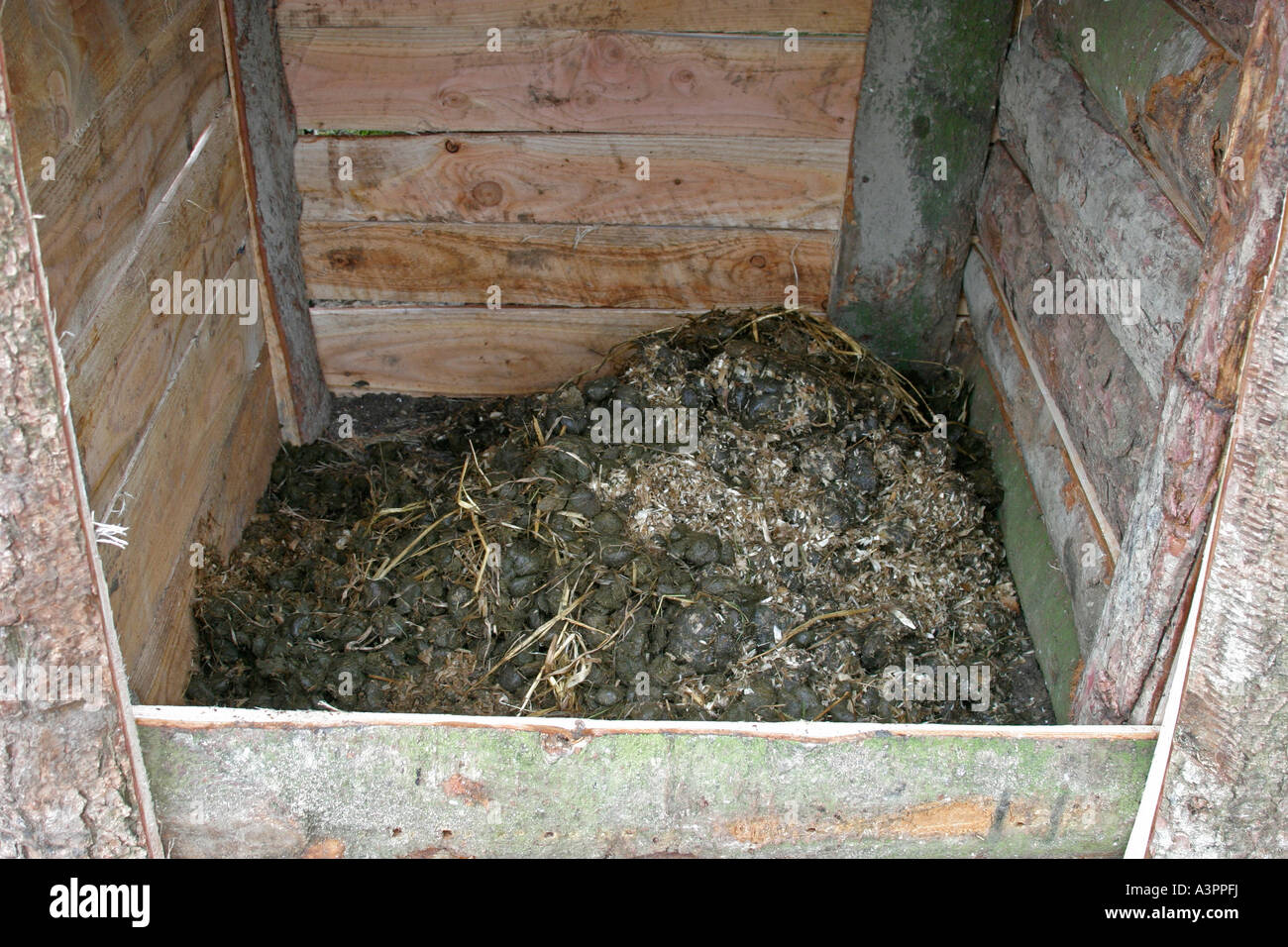Filling a compost bin start with a layer of fresh horse manure Stock