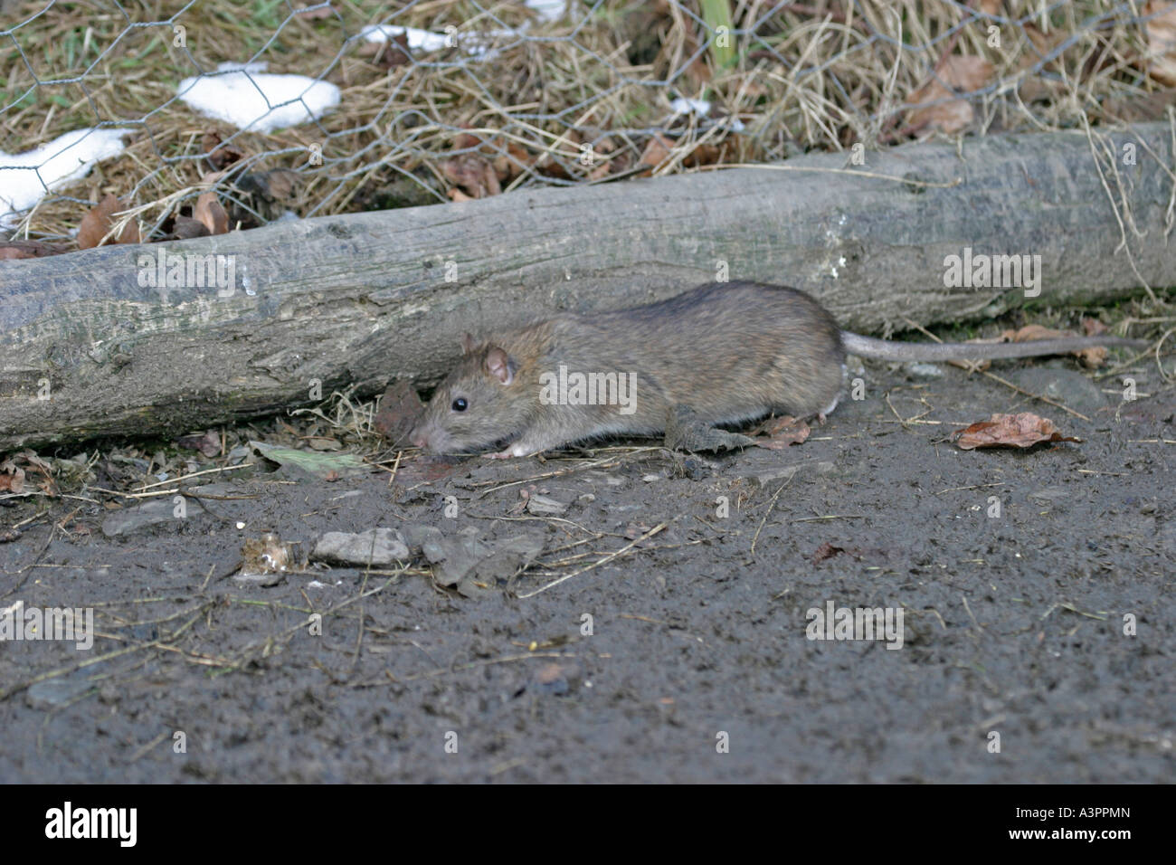 Brown rat Rattus norvegicus moving along track sv Stock Photo
