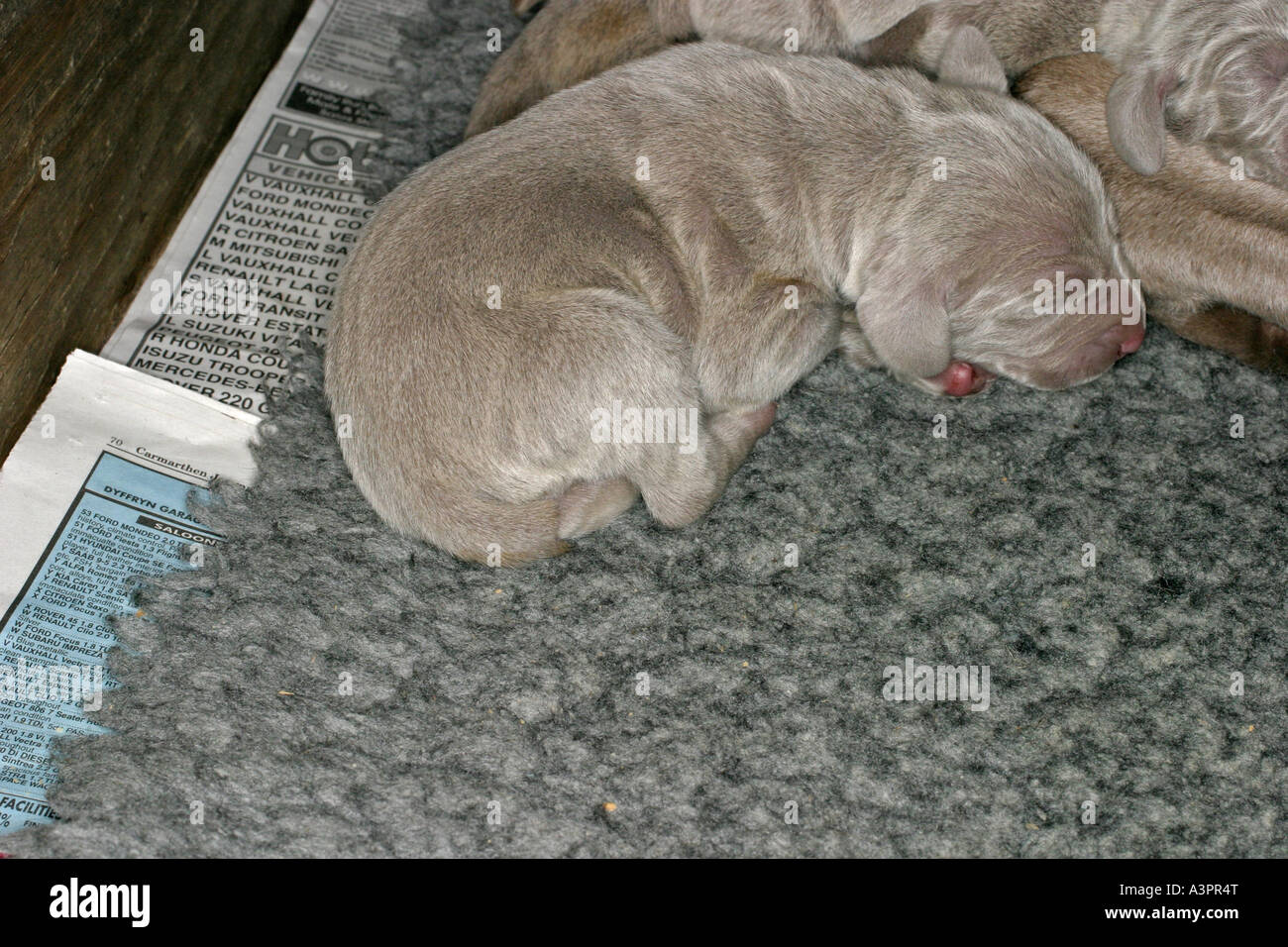 Wiemaraner 3 day old puppy sleeping Stock Photo Alamy