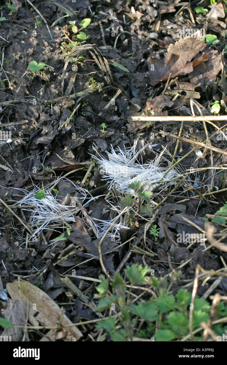 Tuft of hair hi-res stock photography and images - Alamy