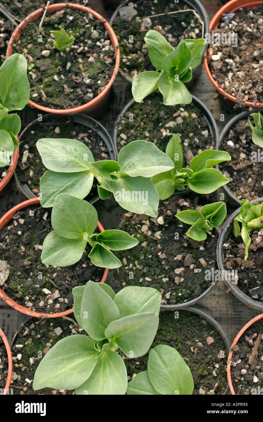 BROAD BEAN VICIA FABA BUNYARD EXIBITION PLANTS AFTER 20 DAYS GROWTH Stock Photo