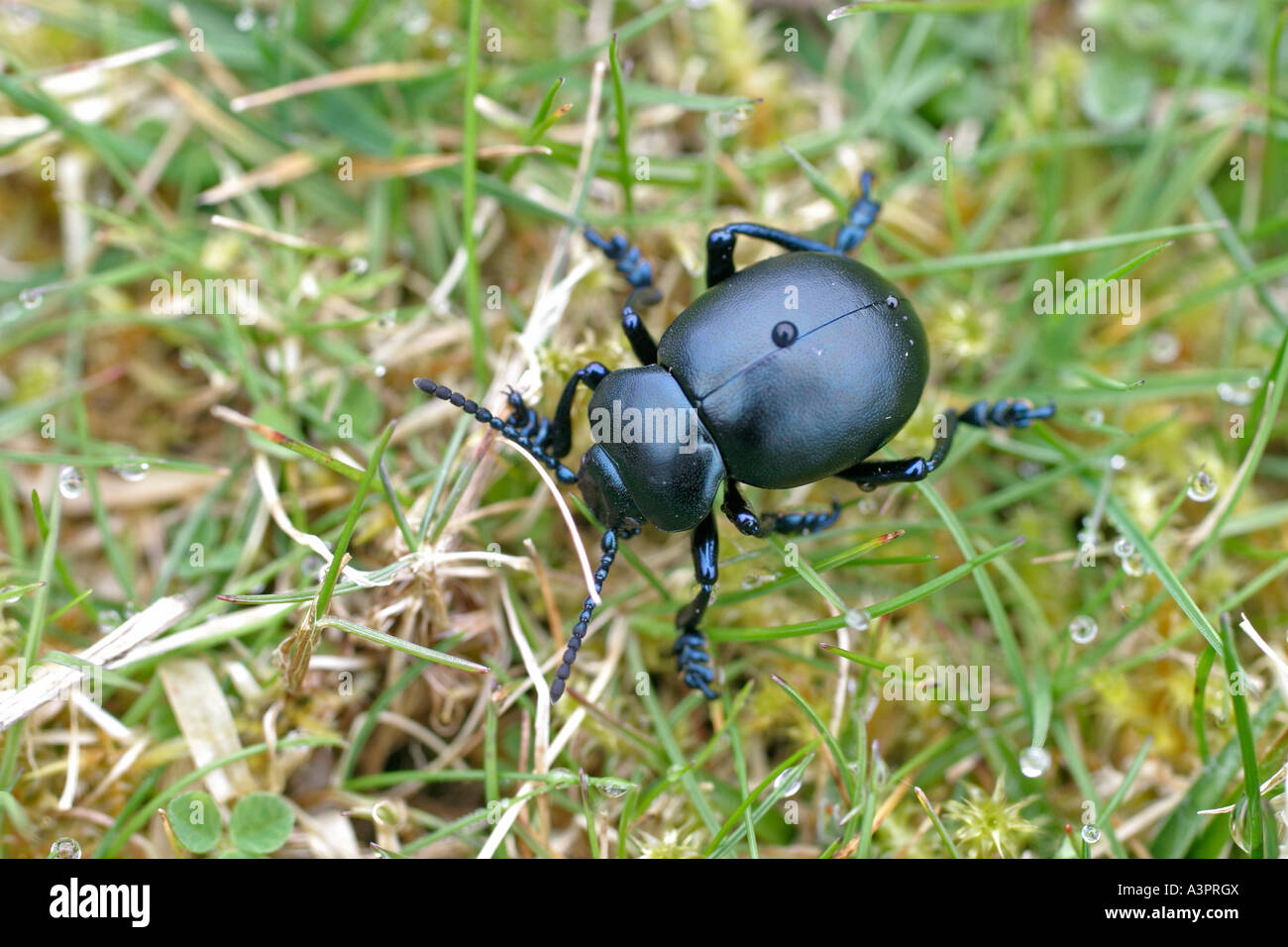 DOR BEETLE GEOTRUPES STERCORARIUS IN GRASS TV Stock Photo - Alamy