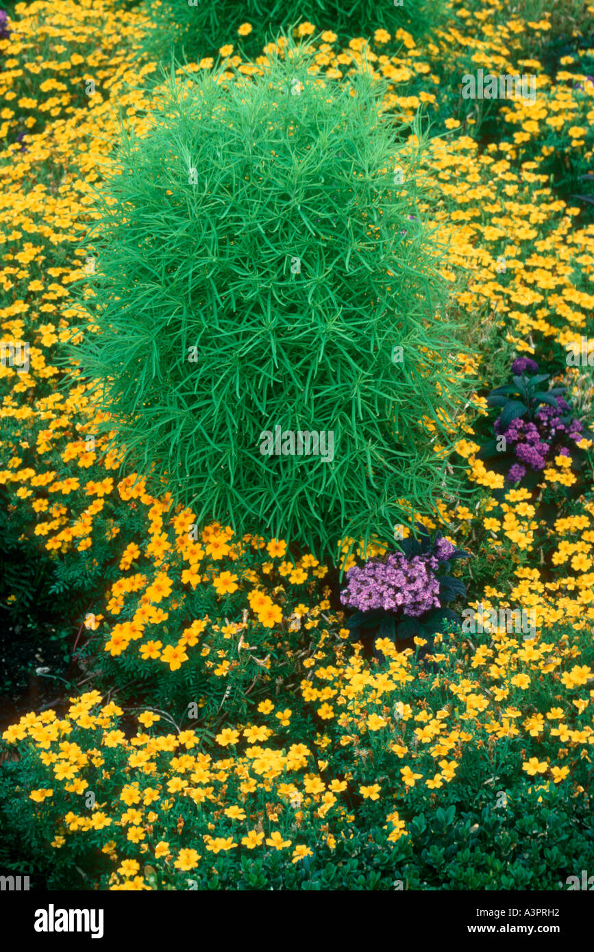 Summer flower border uk hi-res stock photography and images - Alamy