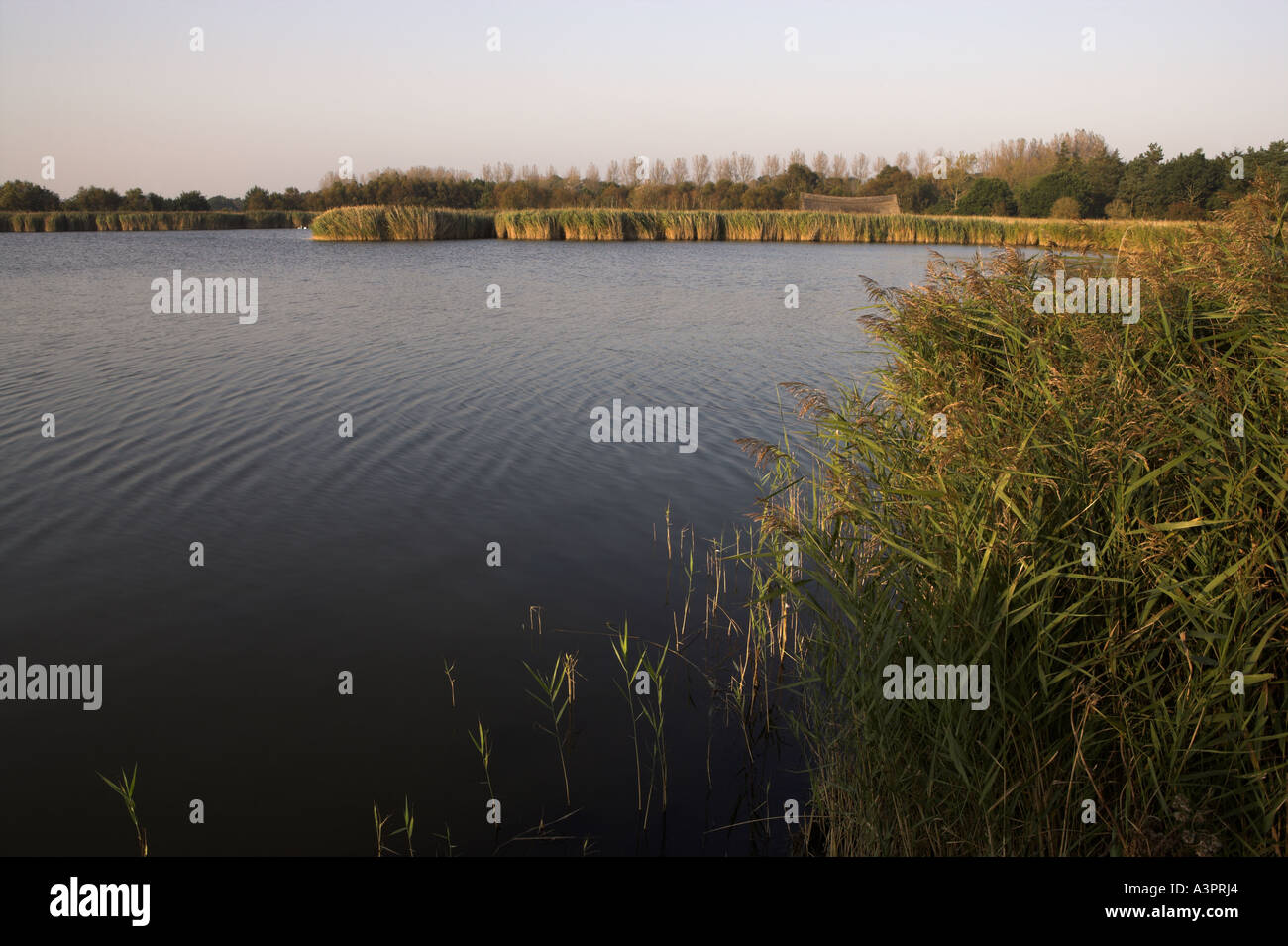 Reed Beds, Horsey Mere, Norfolk, UK Stock Photo Alamy