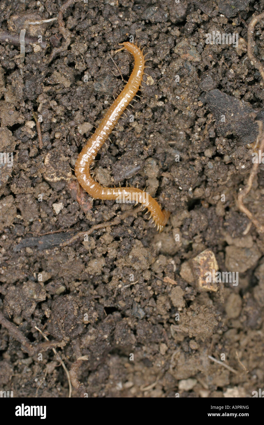 CENTIPEDE LITHOBIUS FORFICATUS BURROWING INTO SOIL Stock Photo