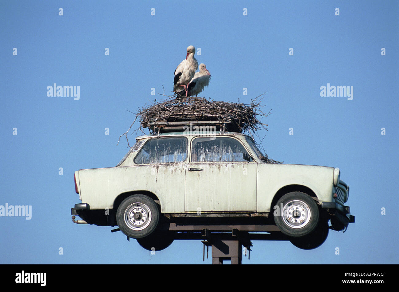 A nest of white storks on a Trabant, Neuruppin, Germany Stock Photo