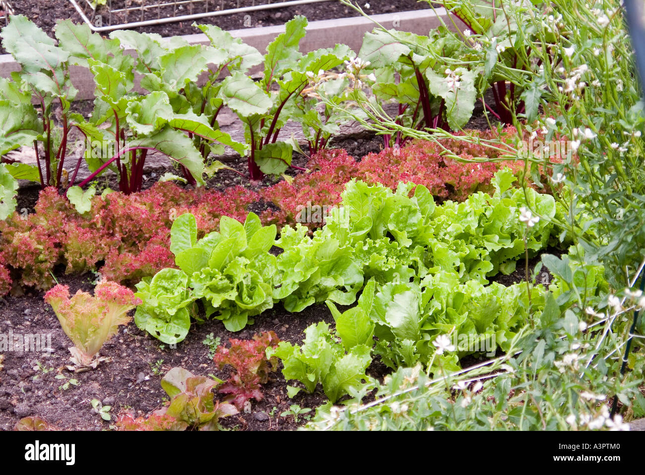 Companion planting lettuces beetroot hi-res stock photography and images -  Alamy