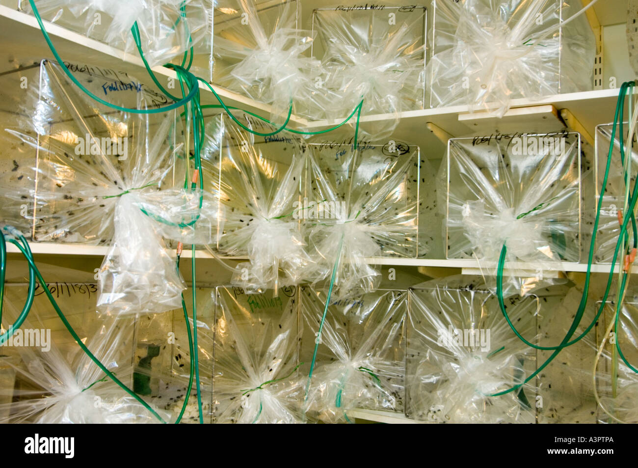 the greenbottle flies are kept in plastic cages and the green pipes deliver pumped air Stock Photo