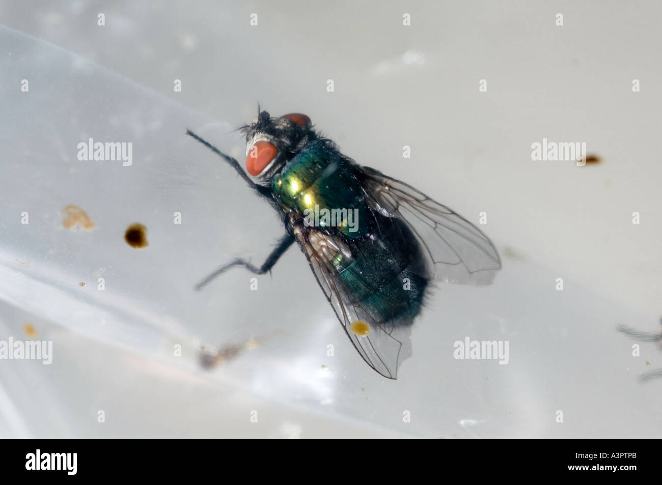 Maggot production, flies feeding on sugar cubes Stock Photo