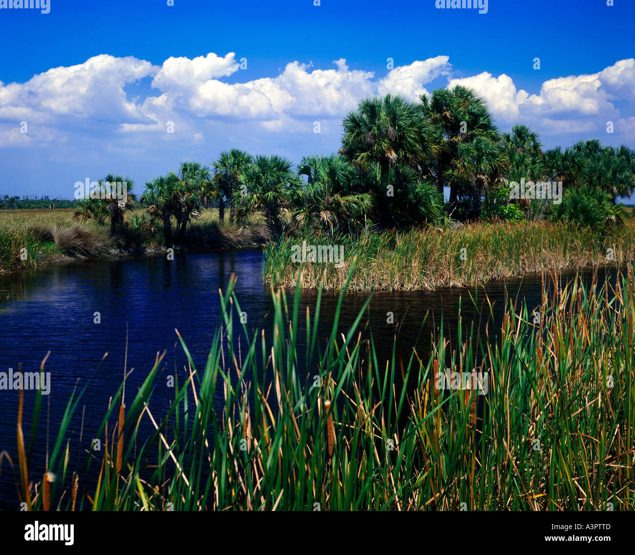 Everglades National Park in Florida is a gigantic wetland covering much of the Central and Southern portion of the state Stock Photo