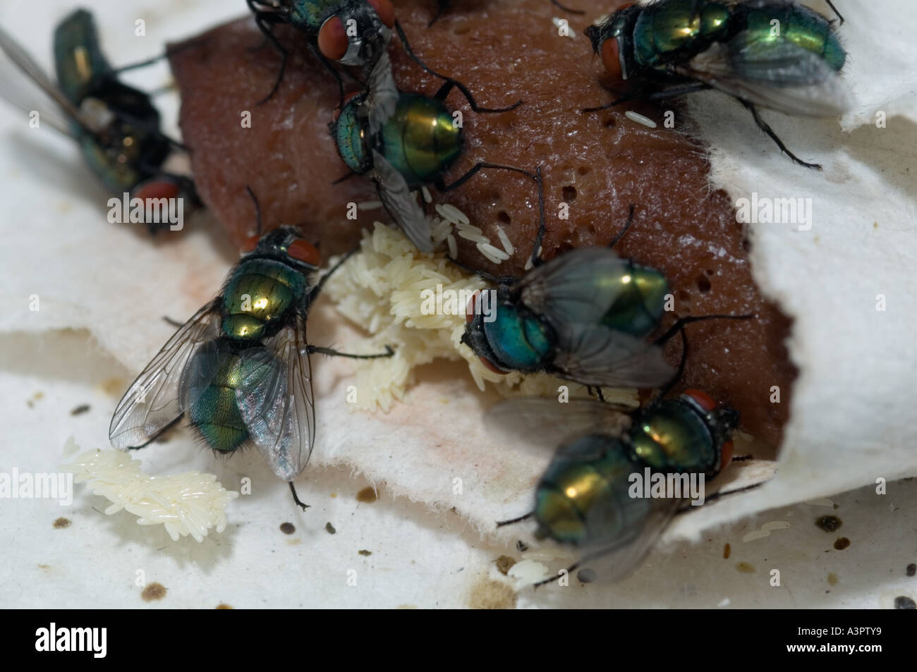 Green bottle flies laying eggs on BSE free liver at sterile maggot  production facility Stock Photo - Alamy