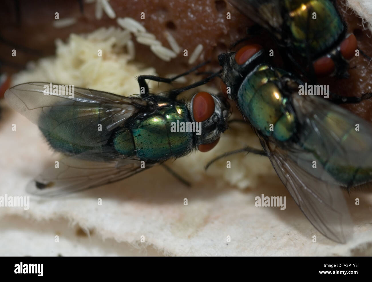 green bottle flies lay eggs on Liver at sterile maggot production
