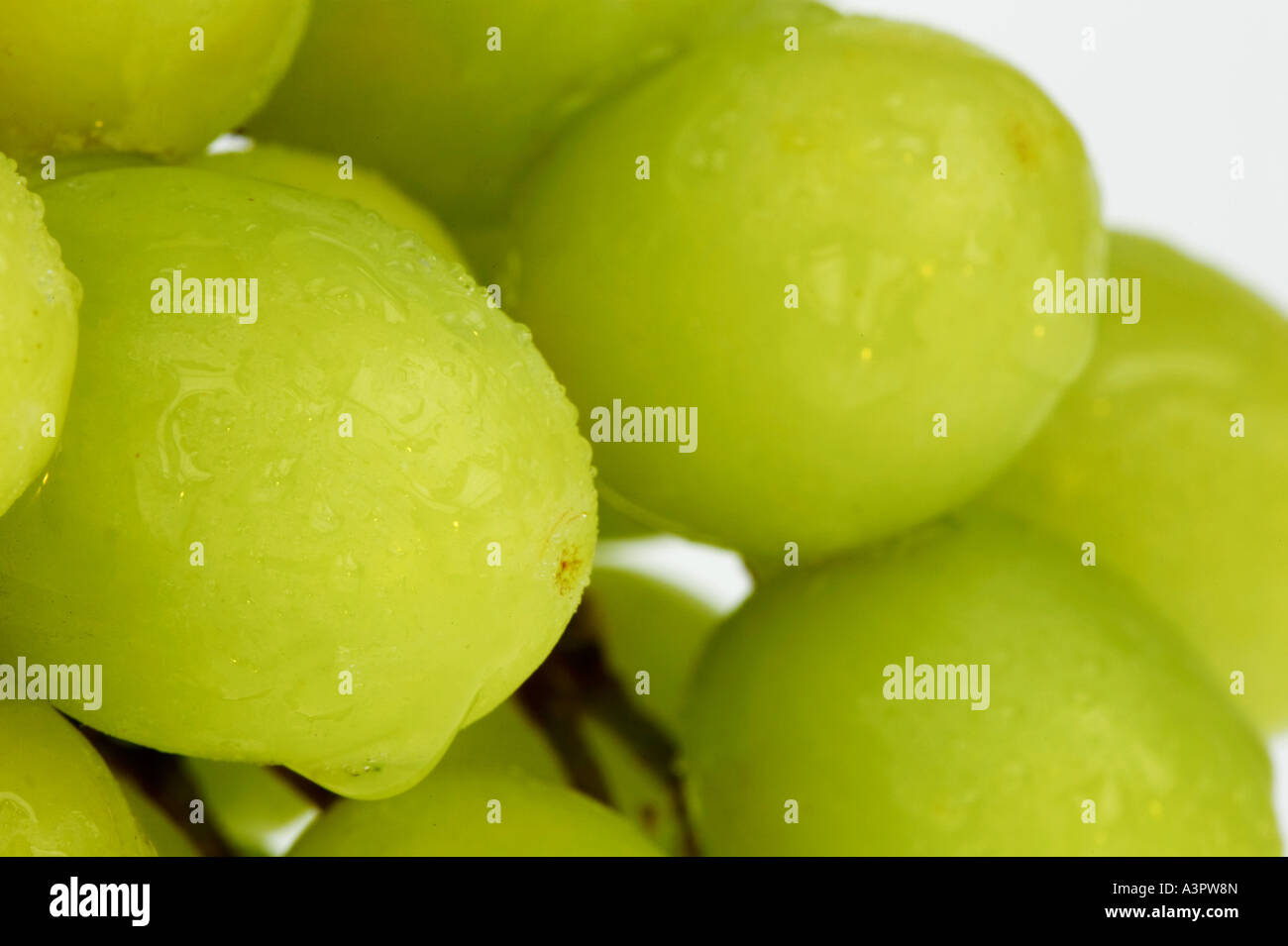 white seedless grapes Stock Photo Alamy