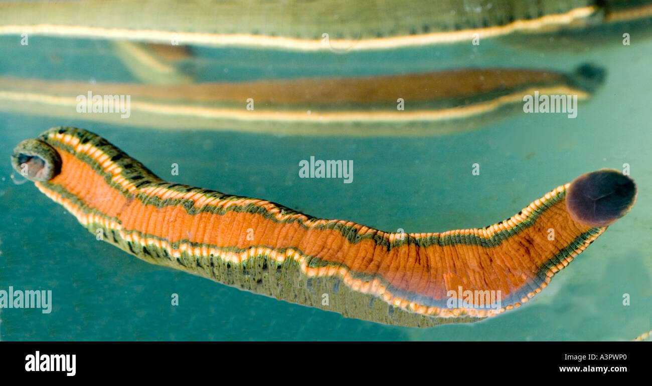 Biopharm (UK) which breeds European Medicinal Leeches with manager Carl  Peters Stock Photo - Alamy