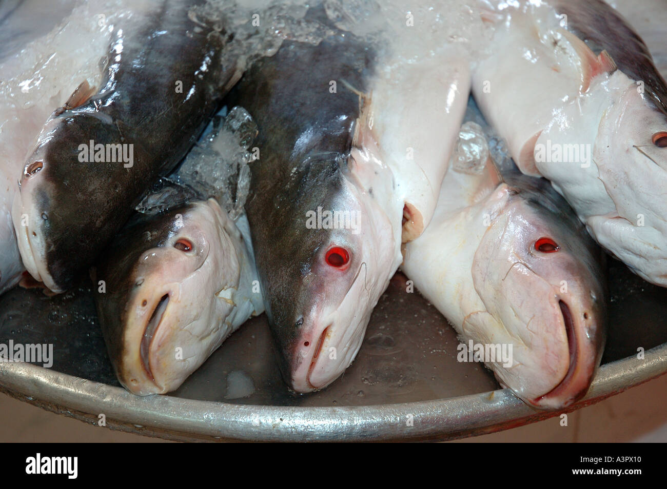 Catfish Vietnam High Resolution Stock Photography And Images Alamy Catfish Vietnam High Resolution Stock Photography And Images Alamy