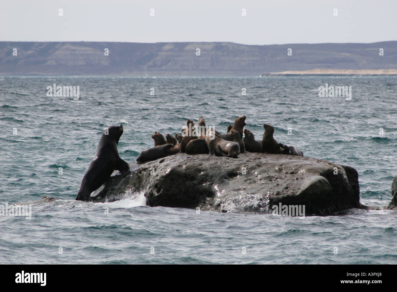 24 November 2005 Sea lion colony at Punta Alt near Piramides Golfo Nuevo Peninsula Valdes Chubut Patagonia Argentina Stock Photo