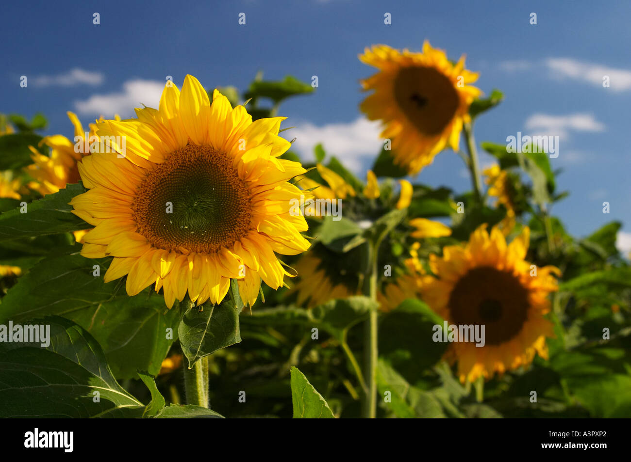 Sunflowers on a summers day Stock Photo Alamy
