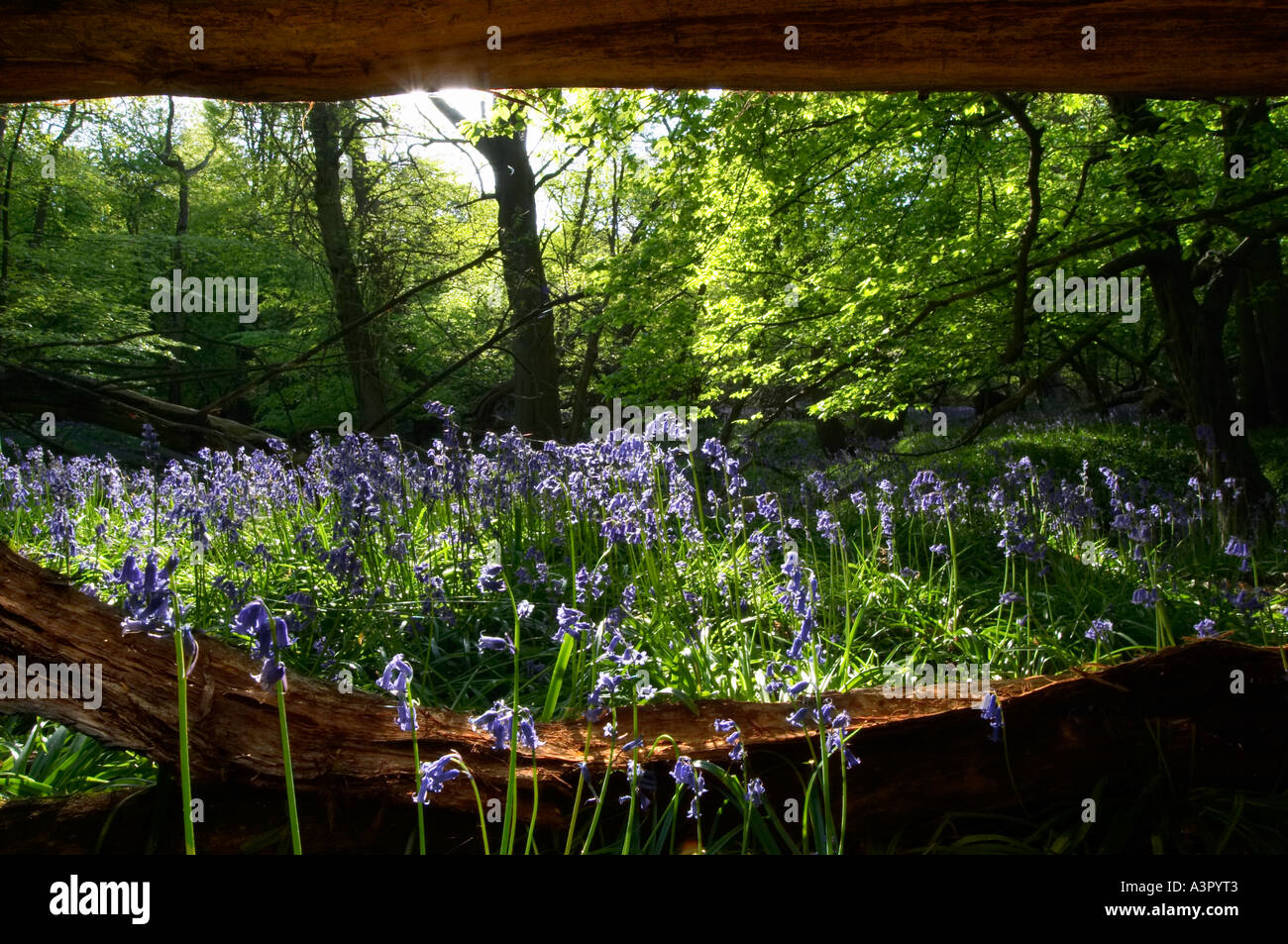 English Bluebell Wood (Hyacinthoides nonscripta Stock Photo Alamy