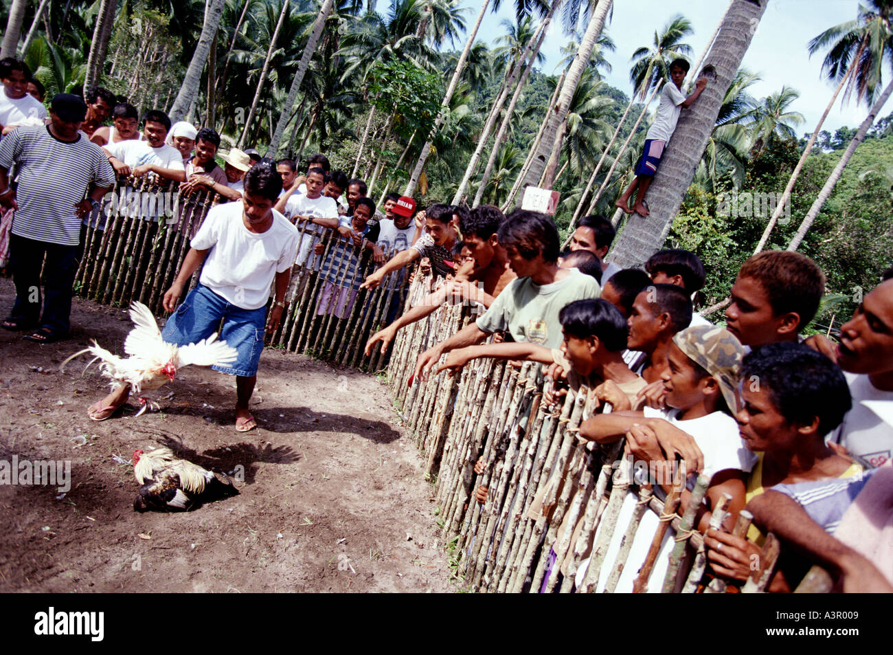 Cock fighting pit Palawan The Philippines Stock Photo - Alamy