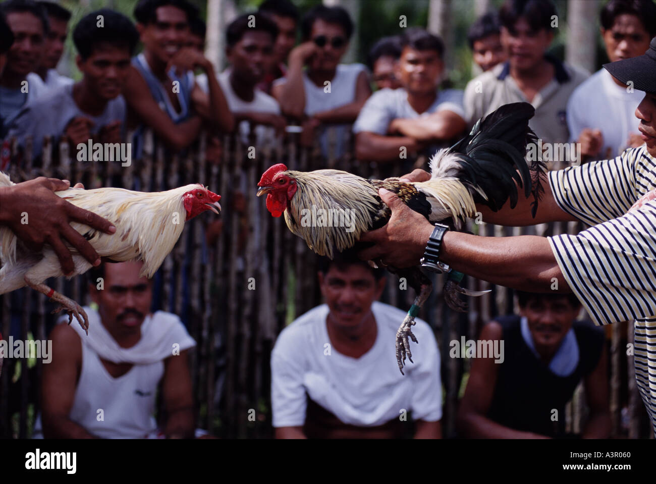 Cock fighting pit Palawan The Philippines Stock Photo - Alamy