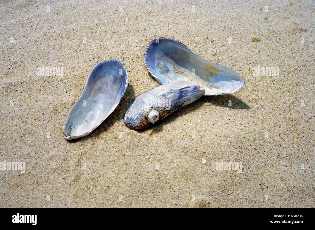 Empty Muscle Shells Seashells on the sand hi-res stock photography and images - Alamy