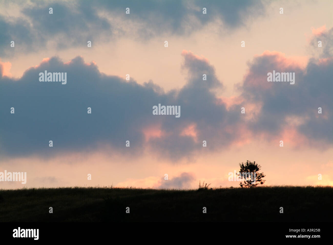 Lone Bush Silhouetted Against a Dusk Sky Stock Photo