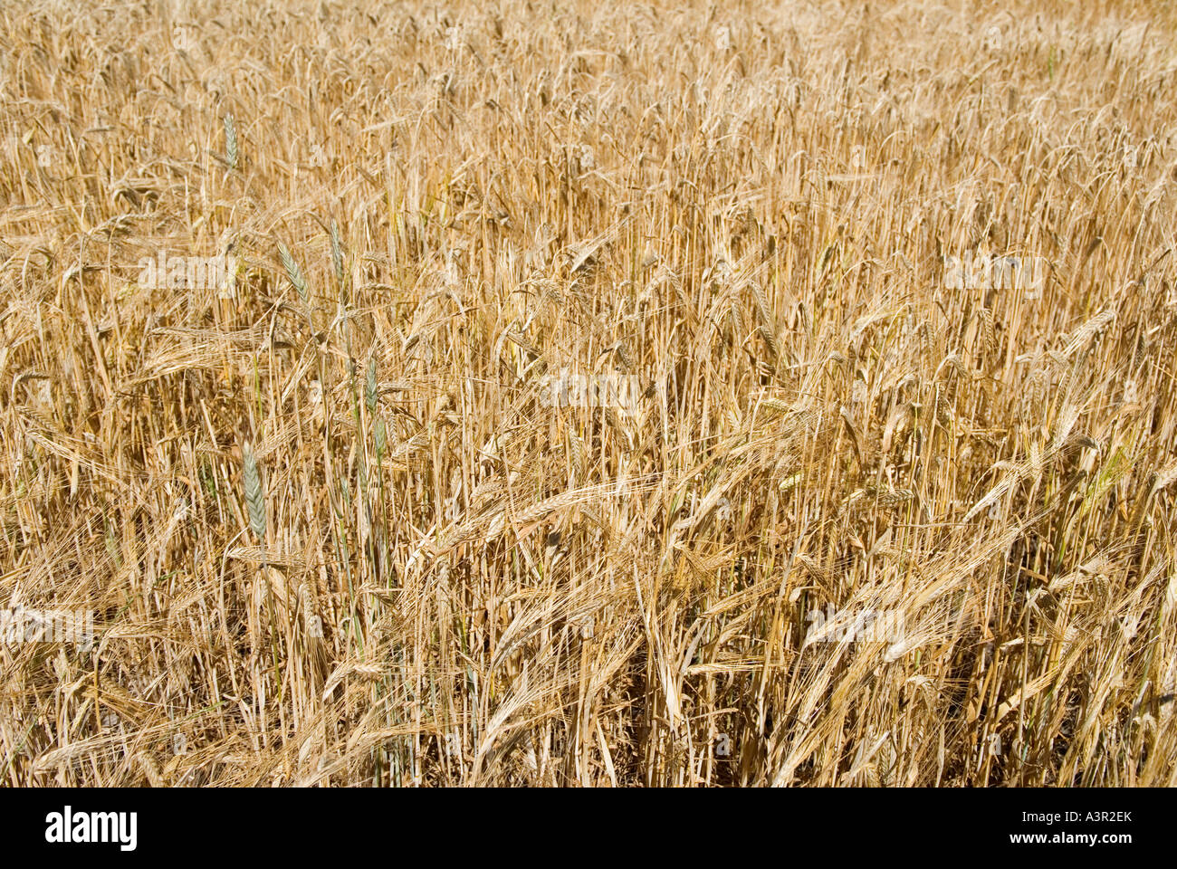 6 Rowed Barley Six rowed barley hordeum hi-res stock photography and images - Alamy