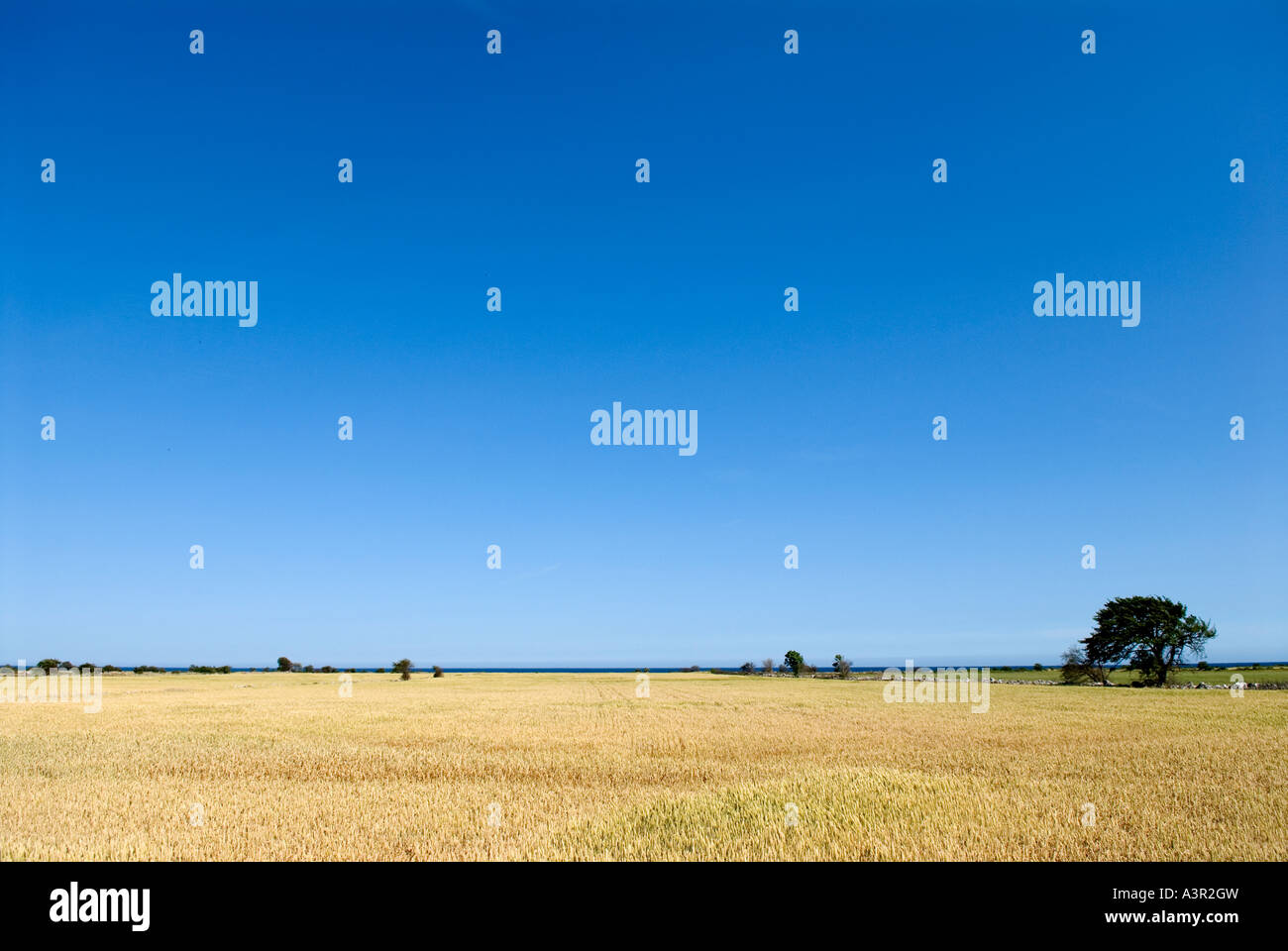 harvest-in-sweden-stock-photo-alamy