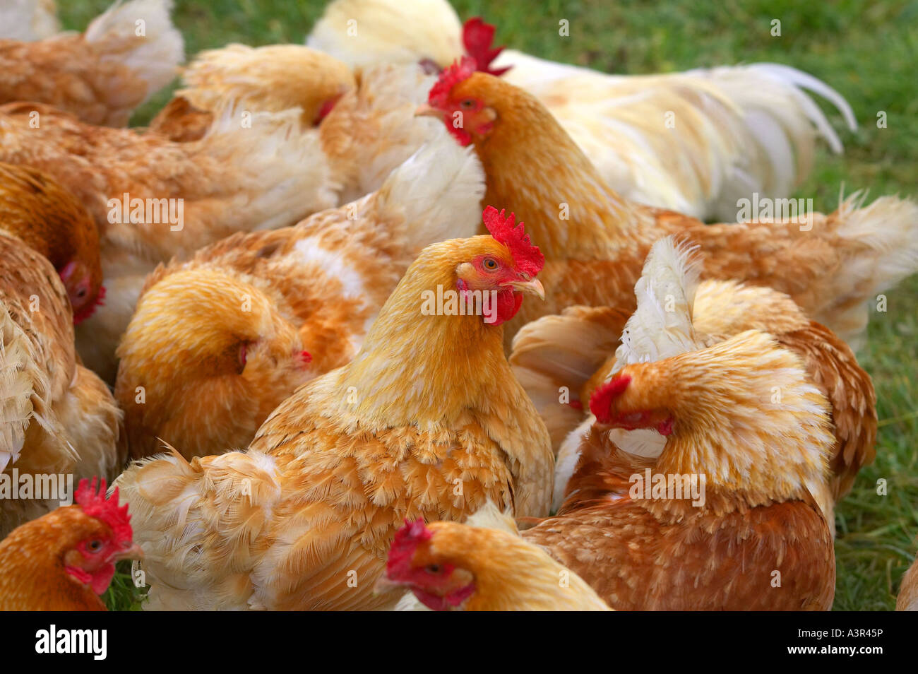 Organic chickens being reared near Holsworthy in North Devon, UK. Stock Photo