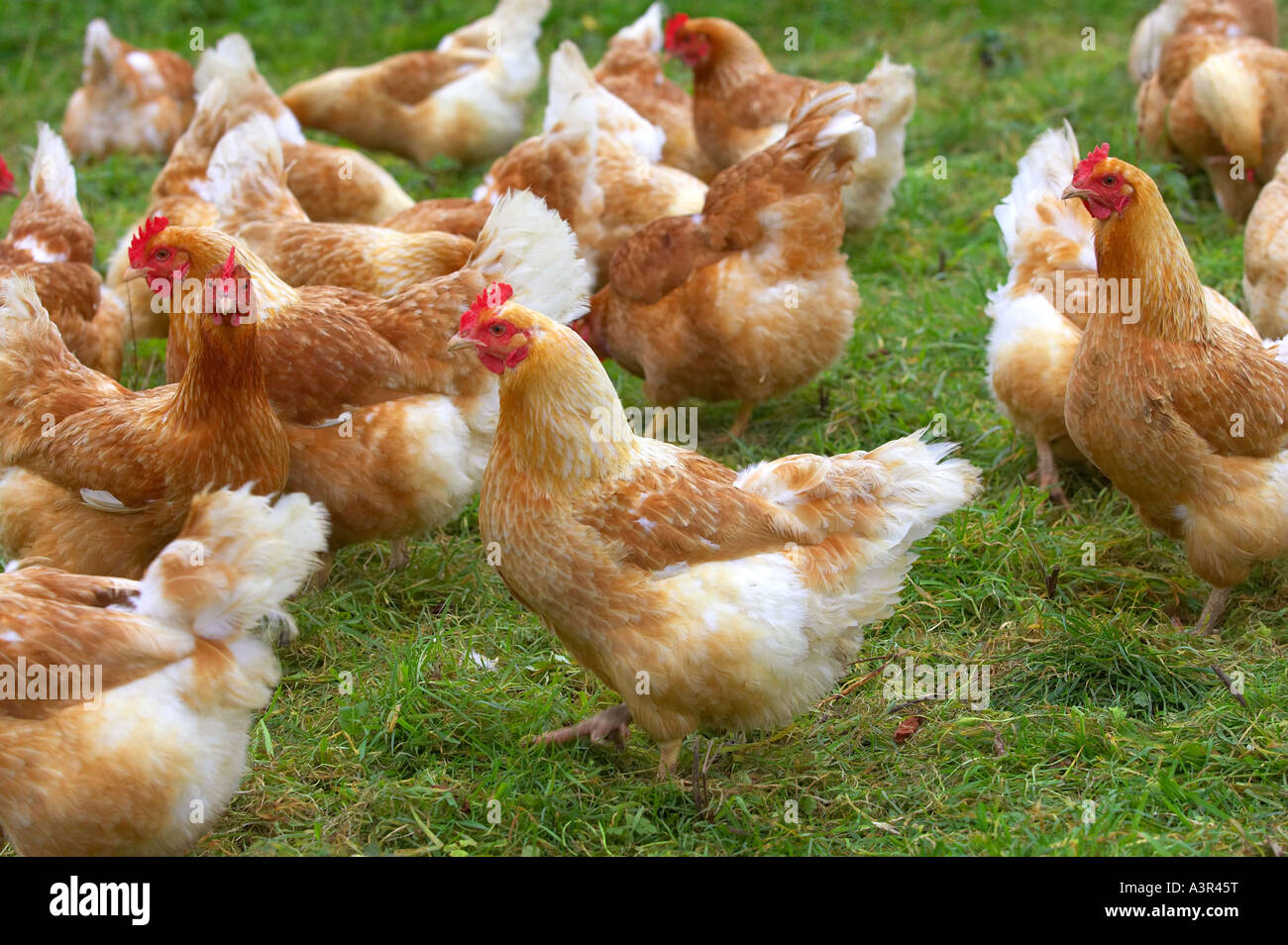 Organic chickens being reared in North Devon, UK. Stock Photo