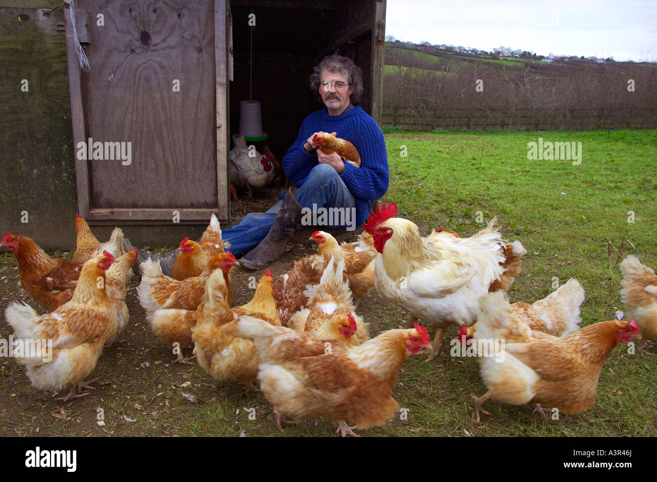 Organic chicken farmer Ritchie Riggs on his Devon farm Stock Photo Alamy