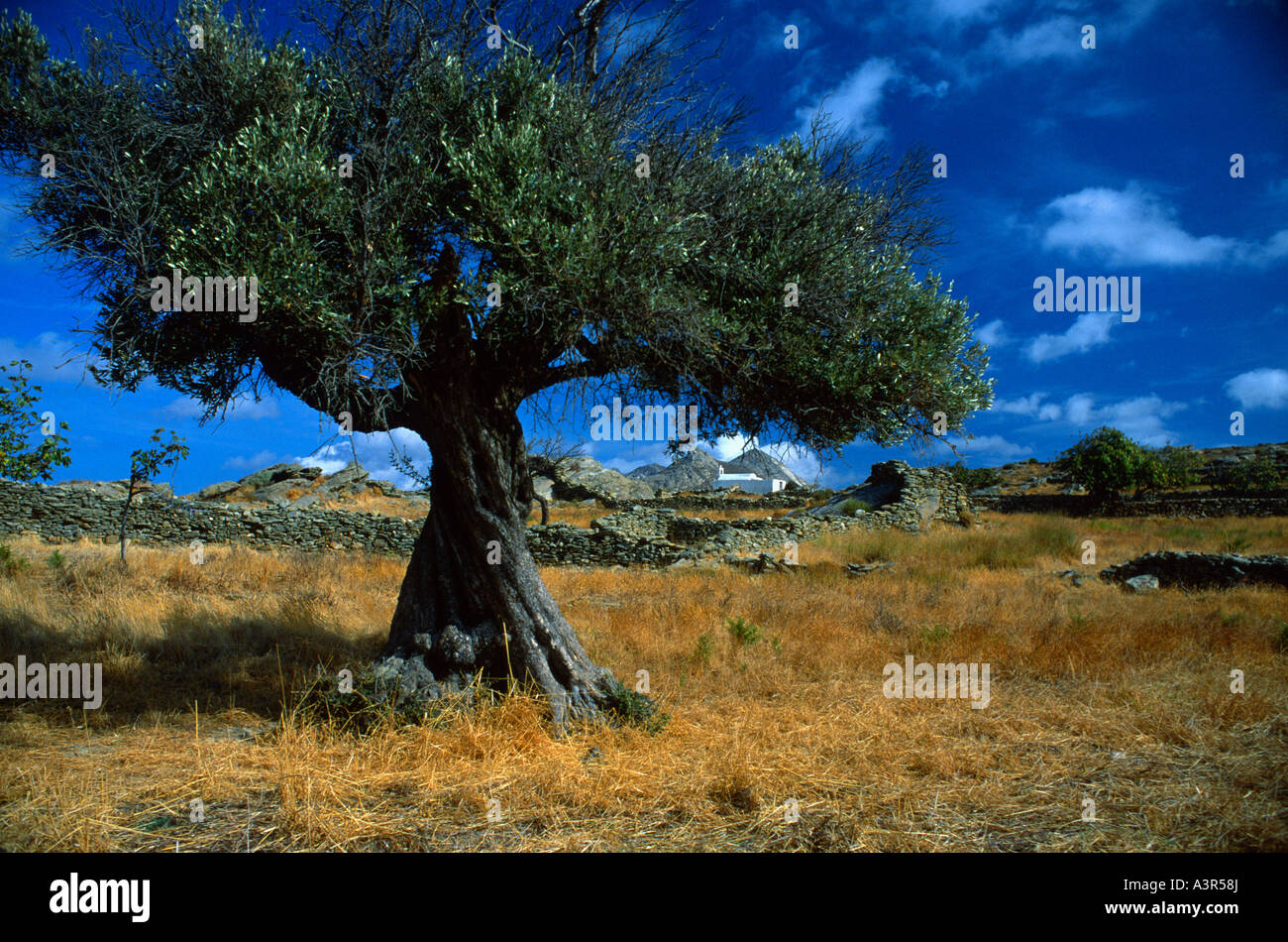 Olive tree and ancient stone walls hires stock photography and images
