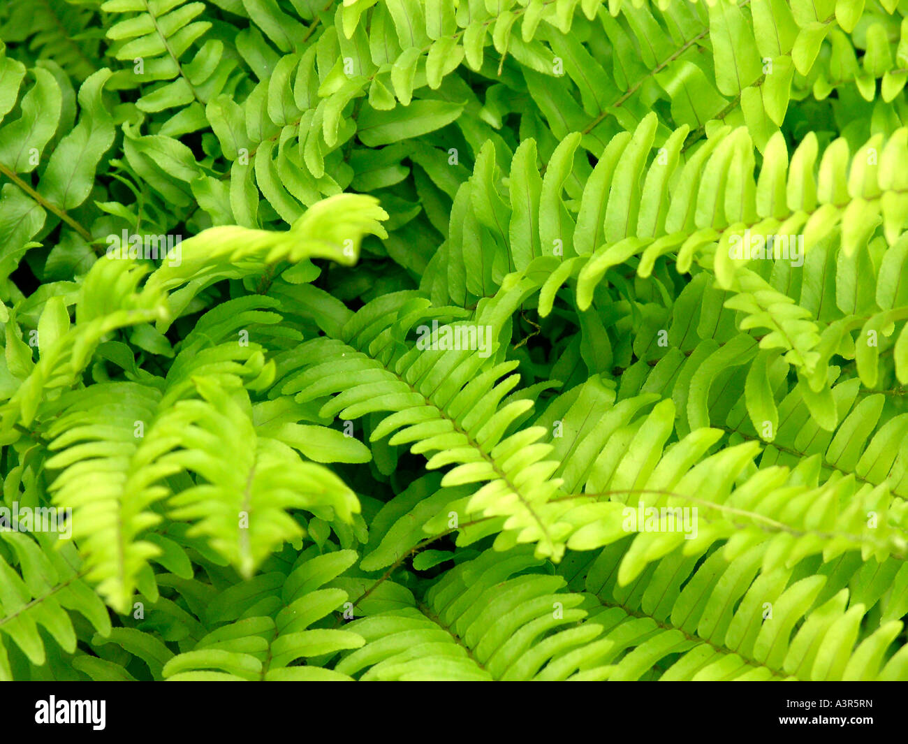 Fern flora hi-res stock photography and images - Alamy